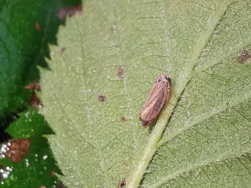 Réf. 294 062 : Macropsis fuscula